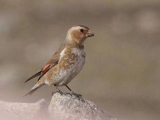 Crimson-winged finch, Rhodopechys sanguinea