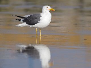 Fototapeta na wymiar Lesser black-backed gull, Larus fuscus