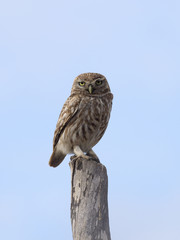 Little owl, Athene noctua