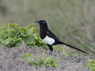 Magpie, Pica pica mauritanica