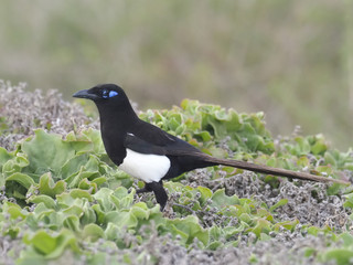 Magpie, Pica pica mauritanica