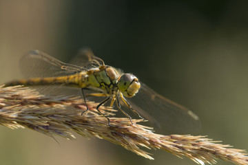 dragonfly close-up on the grass
