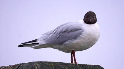 Lachmöwe 5