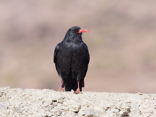 Red-billed chough, Pyrrhocorax pyrrhocorax