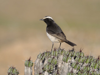 Red-rumped wheatear, Oenanthe moesta
