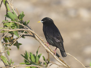 Spotless starling, Sturnus unicolor