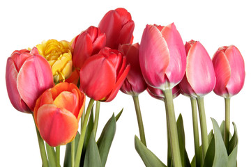 Garden Flower bouquet from colorful tulips. Isolation on a white background
