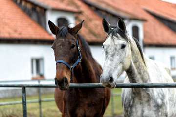 Gestüt in Masuren in Ostpolen