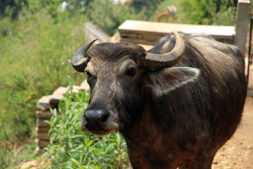 Nepali Cow, Landruk village, Annapurna area, Himalayas, Nepal 