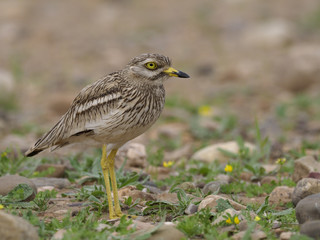 Stone curlew, Burhinus oedicnemus