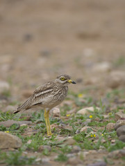 Stone curlew, Burhinus oedicnemus