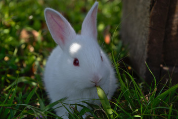 Bunny eating grass
