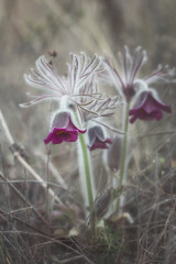 The first spring flowers. Flowers in the forest. Sleep-grass