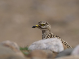 Stone curlew, Burhinus oedicnemus