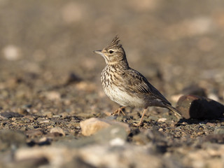 Thekla lark,  Galerida theklae erlangeri