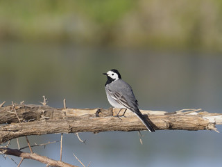 White wagtail, Motacilla alba subpersonata