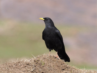 Yellow-billed chough or Alpine chough, Pyrrhocorax graculus
