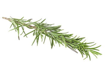 Fototapeta premium Branch of rosemary, white background