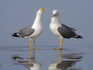 Yellow-legged gull, Larus cachinnans