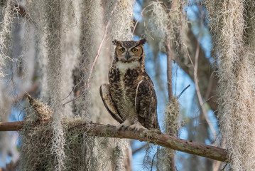 Great Horned Owl