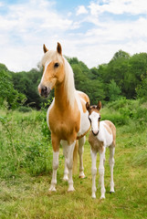 Pony foal and its mare standing in a meadow, coat color pinto with tobiano patterns 