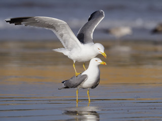 Yellow-legged gull, Larus cachinnans