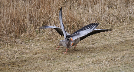 Kampf der Graugänse 7