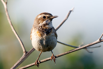 Bluethroat (Luscinia svecica).