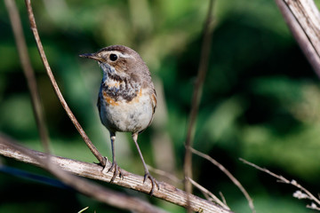 Bluethroat (Luscinia svecica).