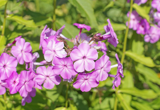 Photo of flowering pink phlox close-up.