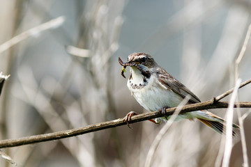 Bluethroat (Luscinia svecica).
