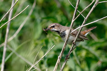 Bluethroat (Luscinia svecica).