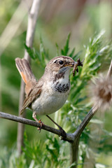 Bluethroat (Luscinia svecica).