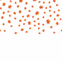 Falling maple leaves on white background. Vector.