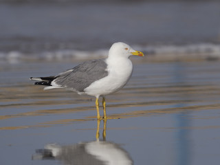 Fototapeta na wymiar Yellow-legged gull, Larus cachinnans