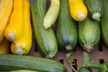 Squash fresh vegetables market high angle shot