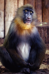 Fototapeta premium Mandrill