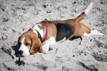 Dog beagle breeds having fun on the sand of the seashore.