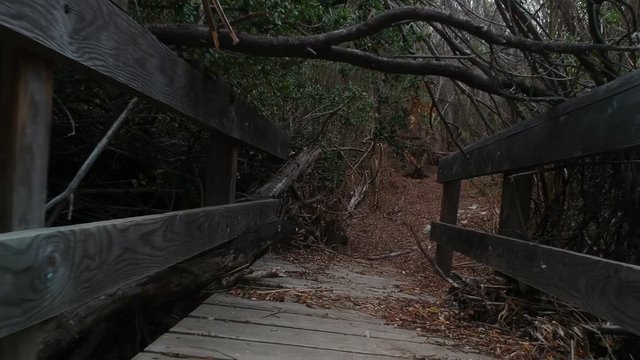 Slow fly over a destroyed bridge in a patch of forest
