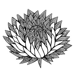 decorative flower, hand-drawing vector illustration sketch