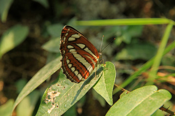 Butterfly, Pokhara, Nepal