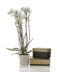 White Orchid with Gift Boxes