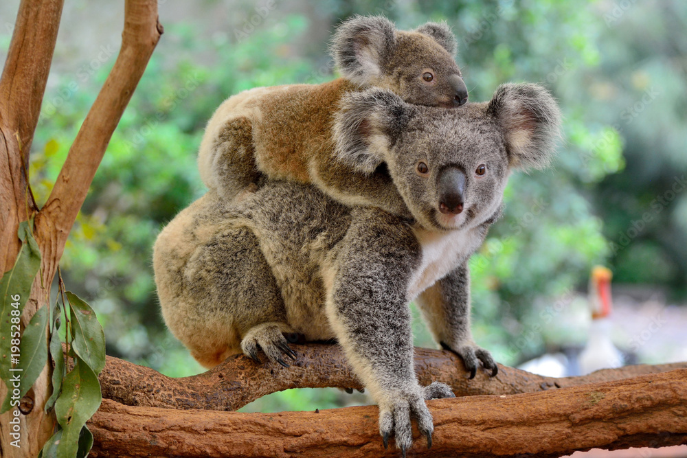Wall mural mother koala with baby on her back