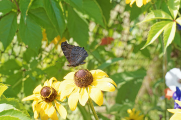 Photo of the flowers of gelenium close-up with a butterfly sitting on a flower.