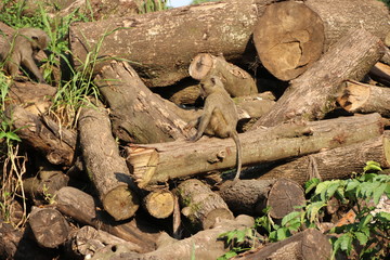 Baboon, young Baboons, Africa