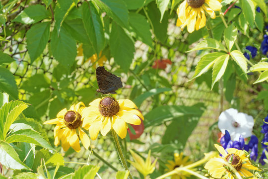 Photo of the flowers of gelenium close-up with a butterfly sitting on a flower.