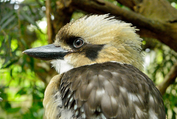 Kookaburra (Genus Dacelo)