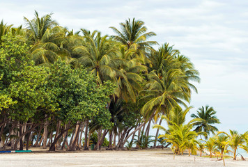 View of nice tropical beach with coconut palm tree, Maldives islands. Copy space for text.