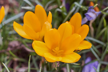 Fototapeta premium Crocusses in a park in the middle of munich