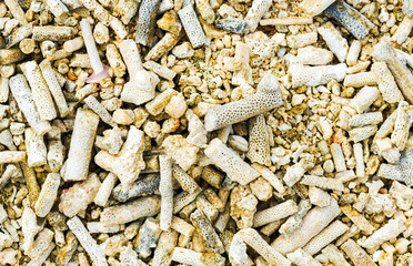 The sea shore is covered with various fragments of corals, Male, Maldives. Background and texture for design. Close-up.